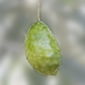 ジャンボ カラマタ：Jumbo Kalamata
